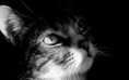 /album/fotografias/gatito-blanco-y-negro-130099-jpeg/
