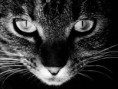 /album/fotografias/gato-en-blanco-y-negro-2978-jpg/