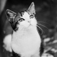 /album/fotografias/imagen-gato-blanco-negro-jpg/